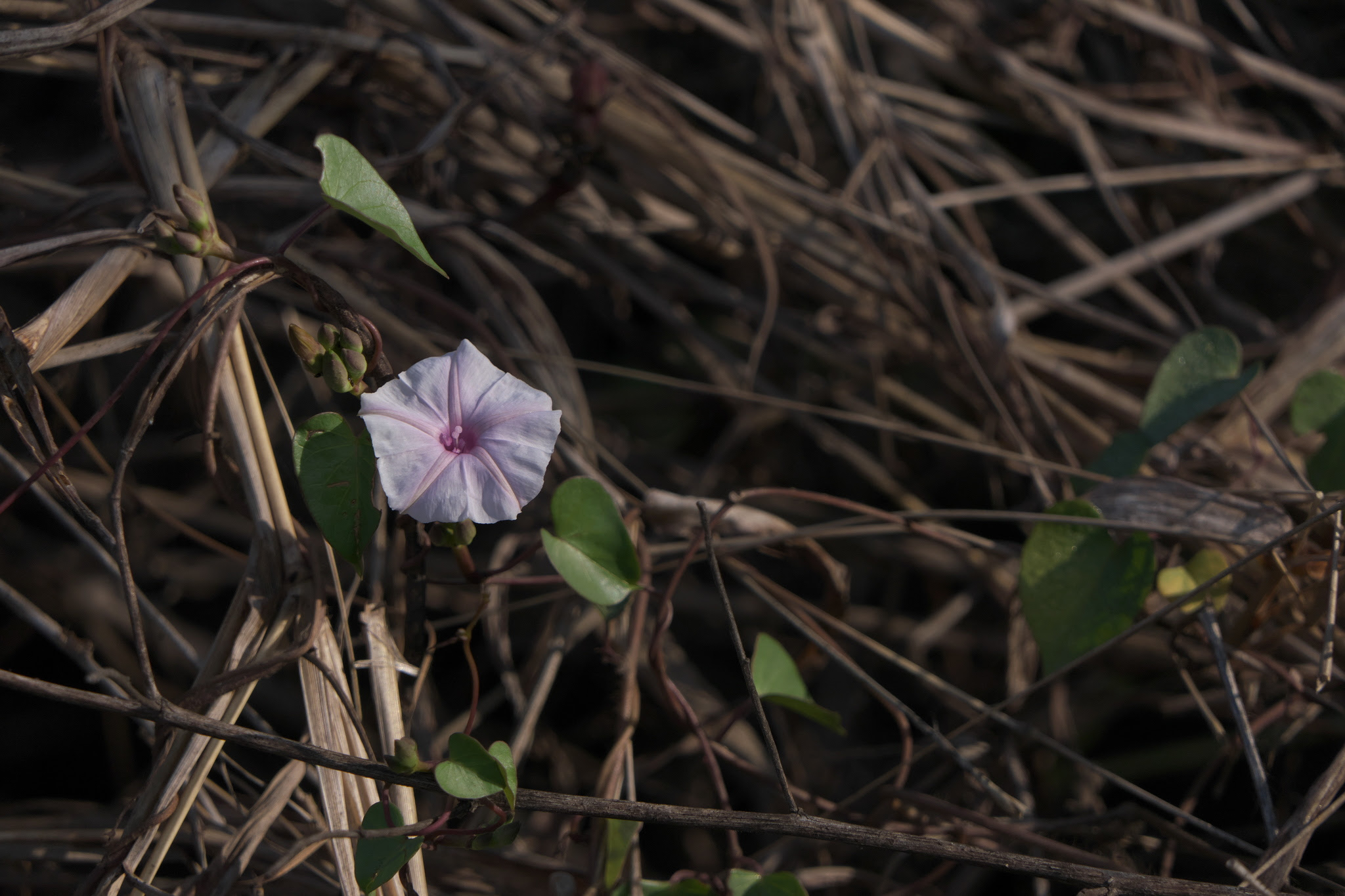 Ipomoea sagittifolia Burm.fil.