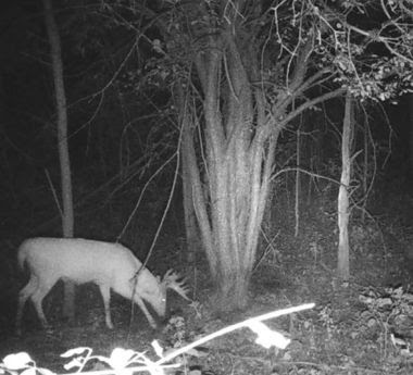Black and white still from a camera feed of a large deer grazing
