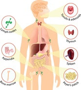 Illustration of immune targets in the body