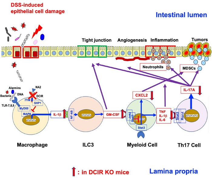 Inhibiting colitis and colorectal tumor through DCIR inhibition