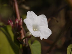 sithri bodu (in Garo)