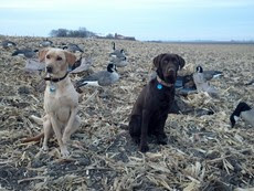 two dogs amid Canada geese decoys