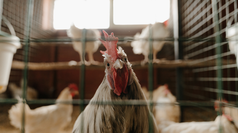 Vogelgrippe-Informationen für alle Geflügelbesitzer
