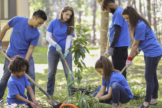 An image of people planting a tree outside. 