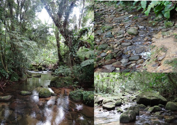Mater Natura apoia a criação de RPPN no entorno do Parque Nacional Saint-Hilaire Lange, em Paranaguá- PR