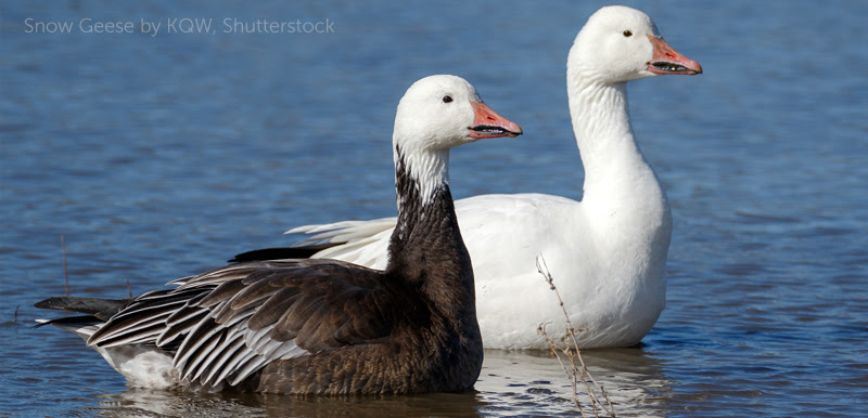 image of Snow Geese by KQW, Shutterstock