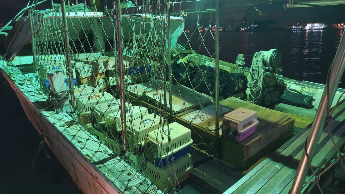 Autoridades taiwanesas sacrifican a 154 valiosos gatos de contrabando en el Día Internacional de Animales Sin Hogar provocando indignación