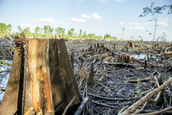 http://www.biofuelwatch.org.uk/wp-content/uploads/Clearcut-with-close-up-of-stump9-resize600.jpg