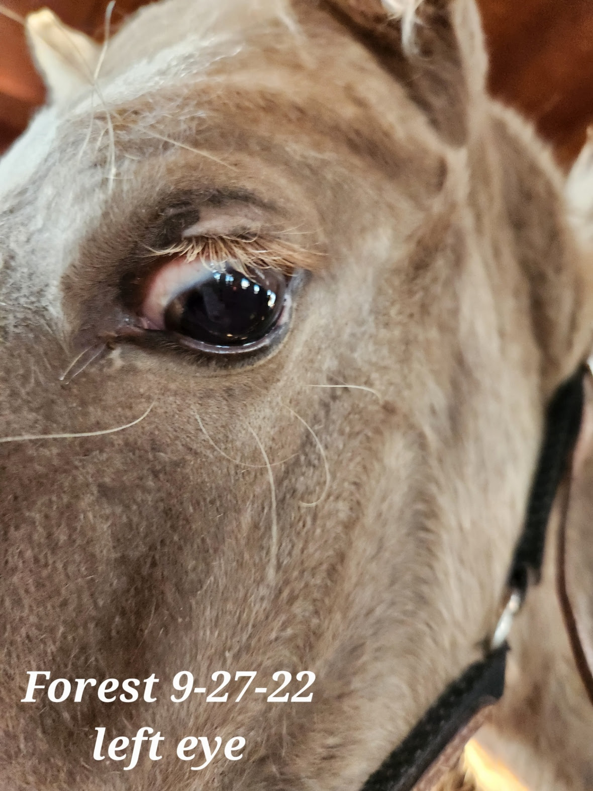 20220927 Forest - left eye