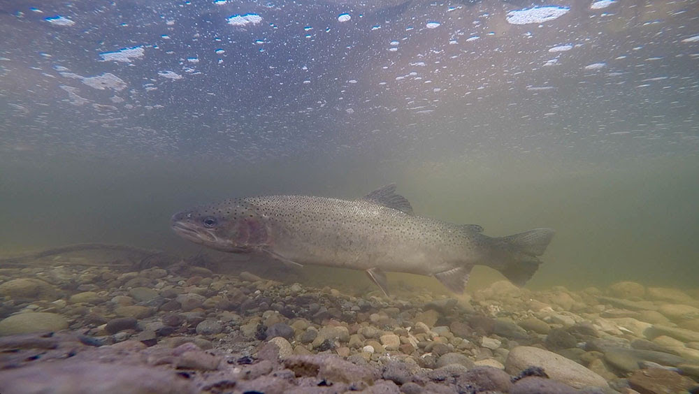 Southern California steelhead swimming
