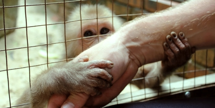 Desperate monkey in cage reaches out and clings to a human's arm for protection.
