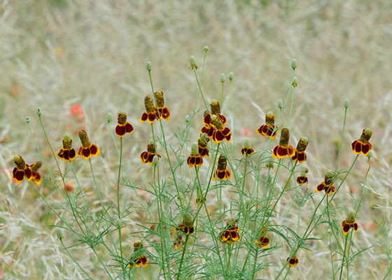 Bunch of Mexican hats in the field