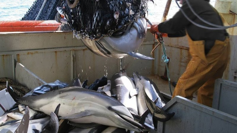 España, ¿será líder en
pesca sostenible o en
sobrepesca?