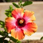 hawaii-1438855_960_720