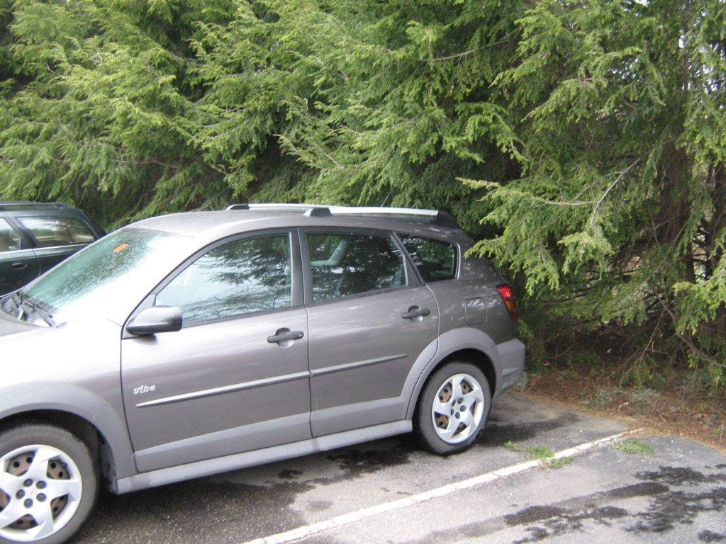 Hemlock exposed to visitors