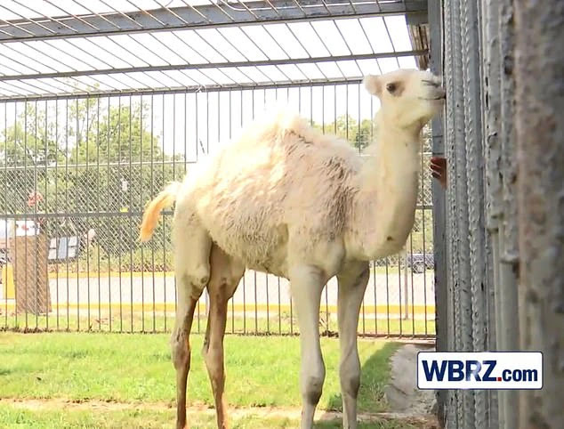 Authorities say a woman was chasing after her loose dog when she was attacked by a camel
