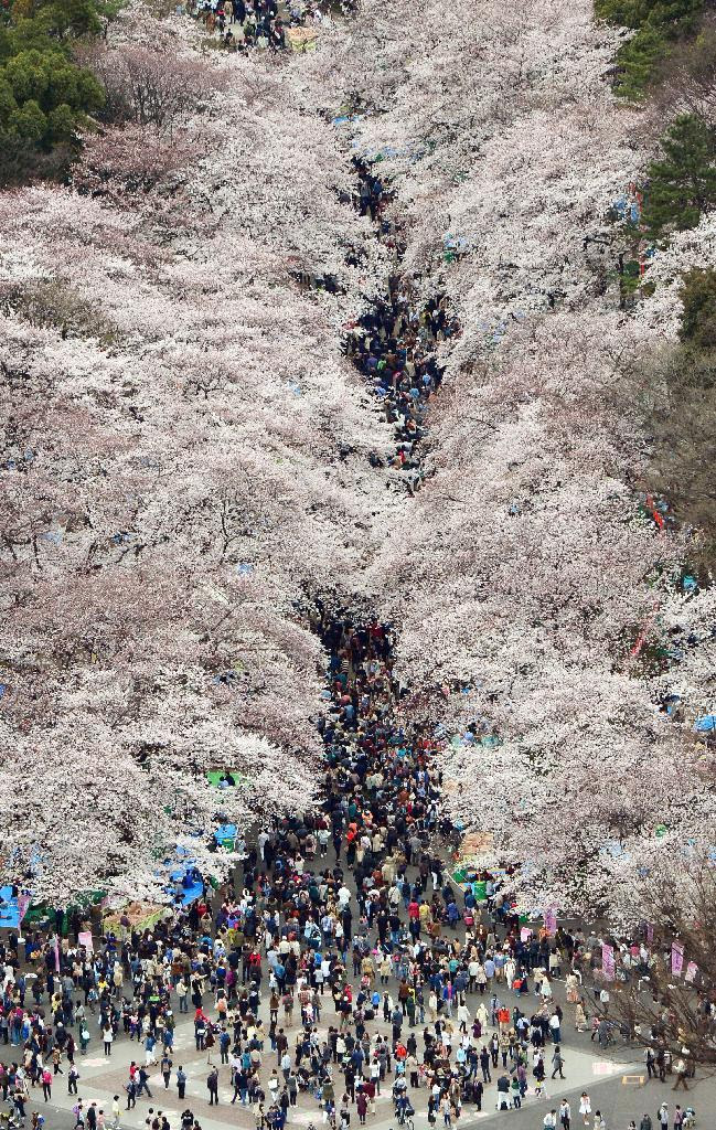　桜が満開を迎え、大勢の花見客でにぎわう東京・上野公園＝２９日正午ごろ（共同通信社ヘリから）