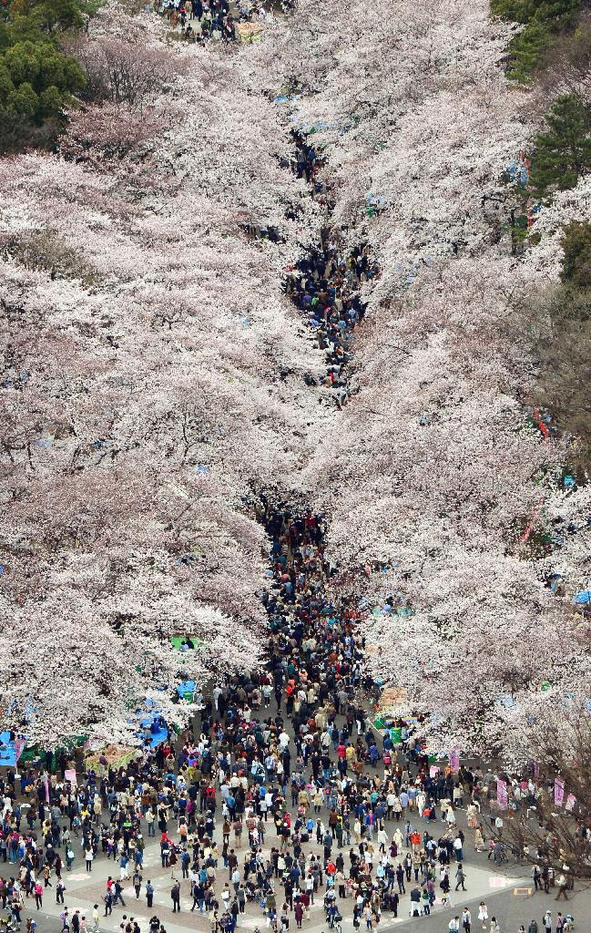 桜が満開を迎え、大勢の花見客でにぎわう東京・上野公園=29日正午ごろ(共同通信社ヘリから)