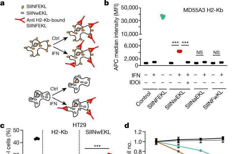 Cancer cells found to replace depleted tryptophan using phenylalanine substitutants