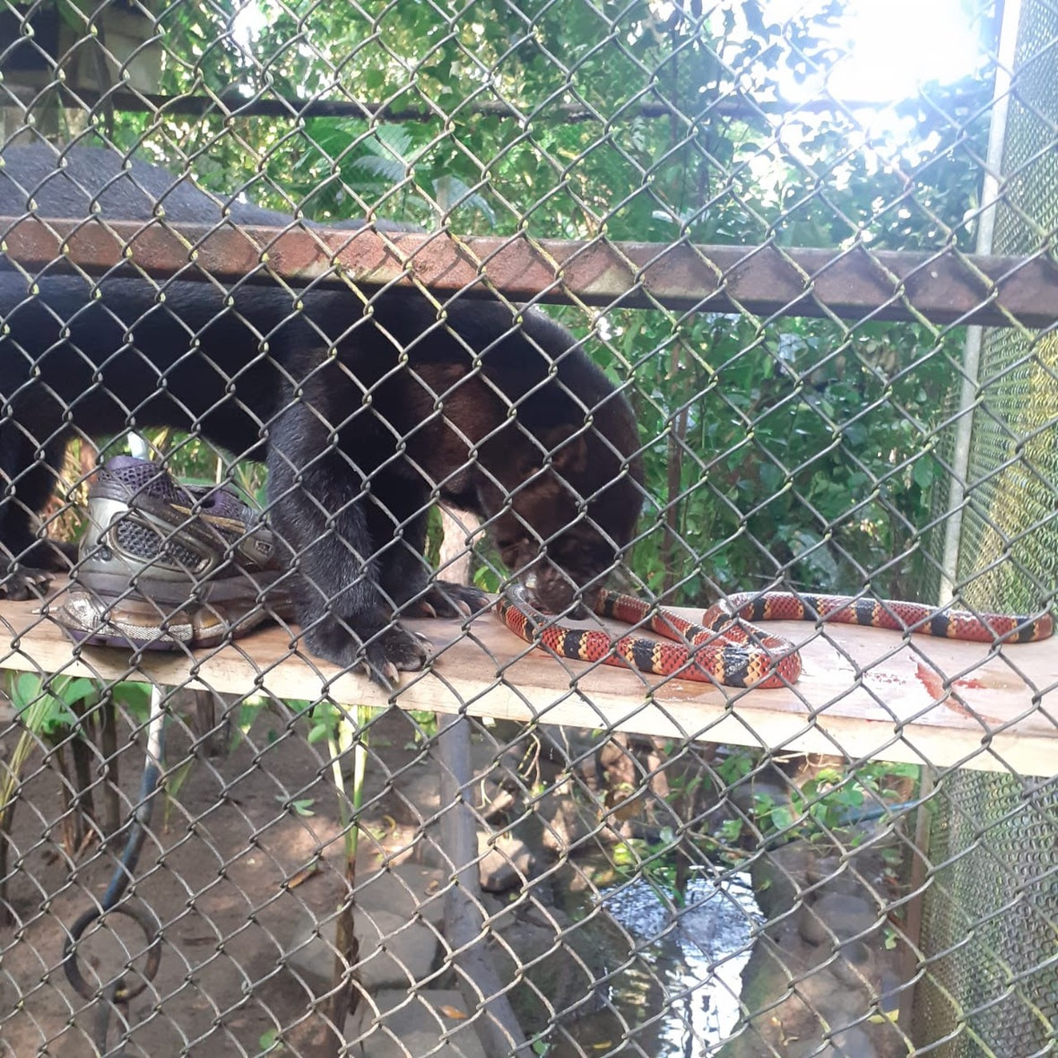 Tayra stands over a dead red snake with black and yellow stripes