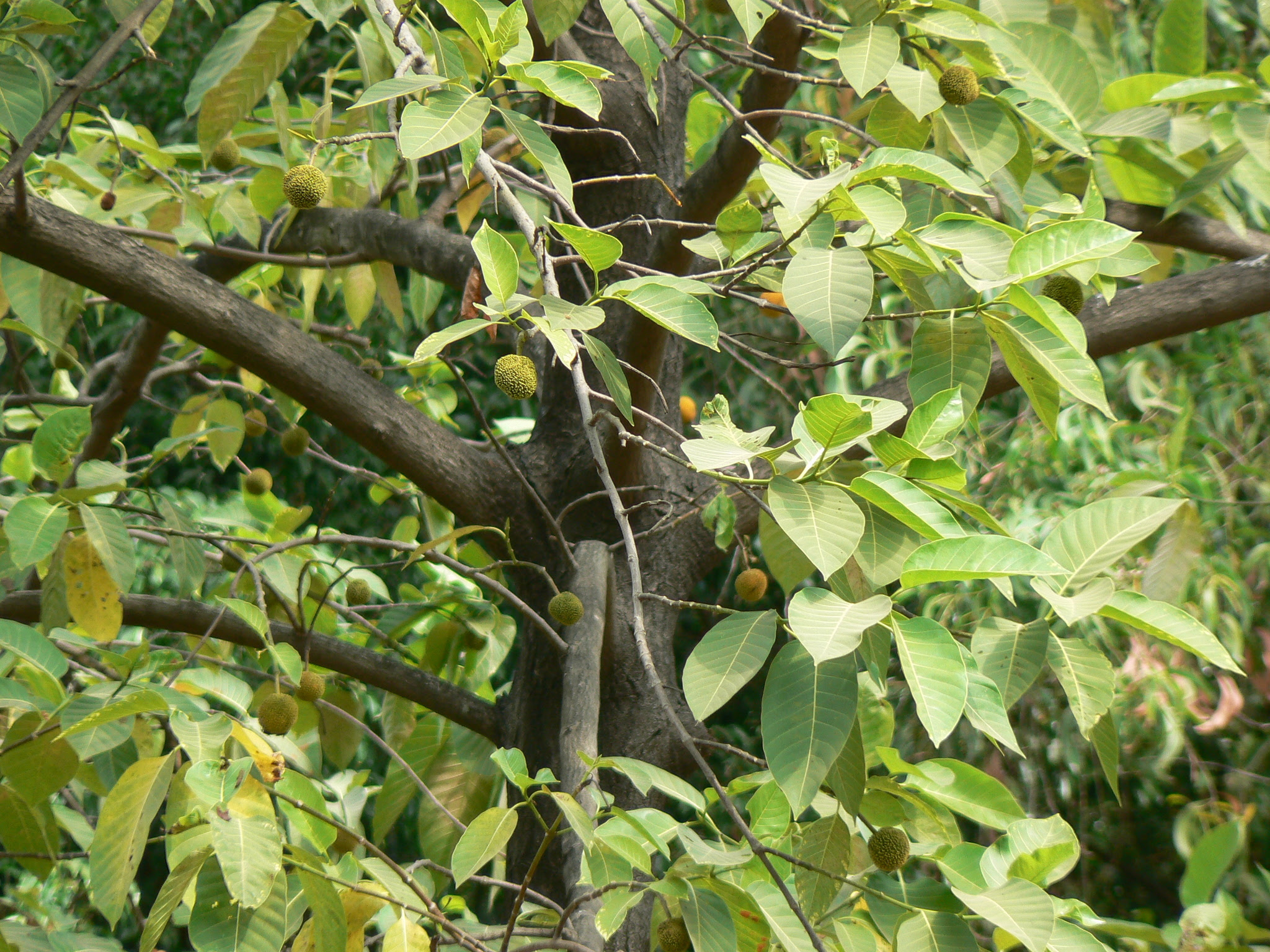 Neolamarckia cadamba (Roxb.) Bosser