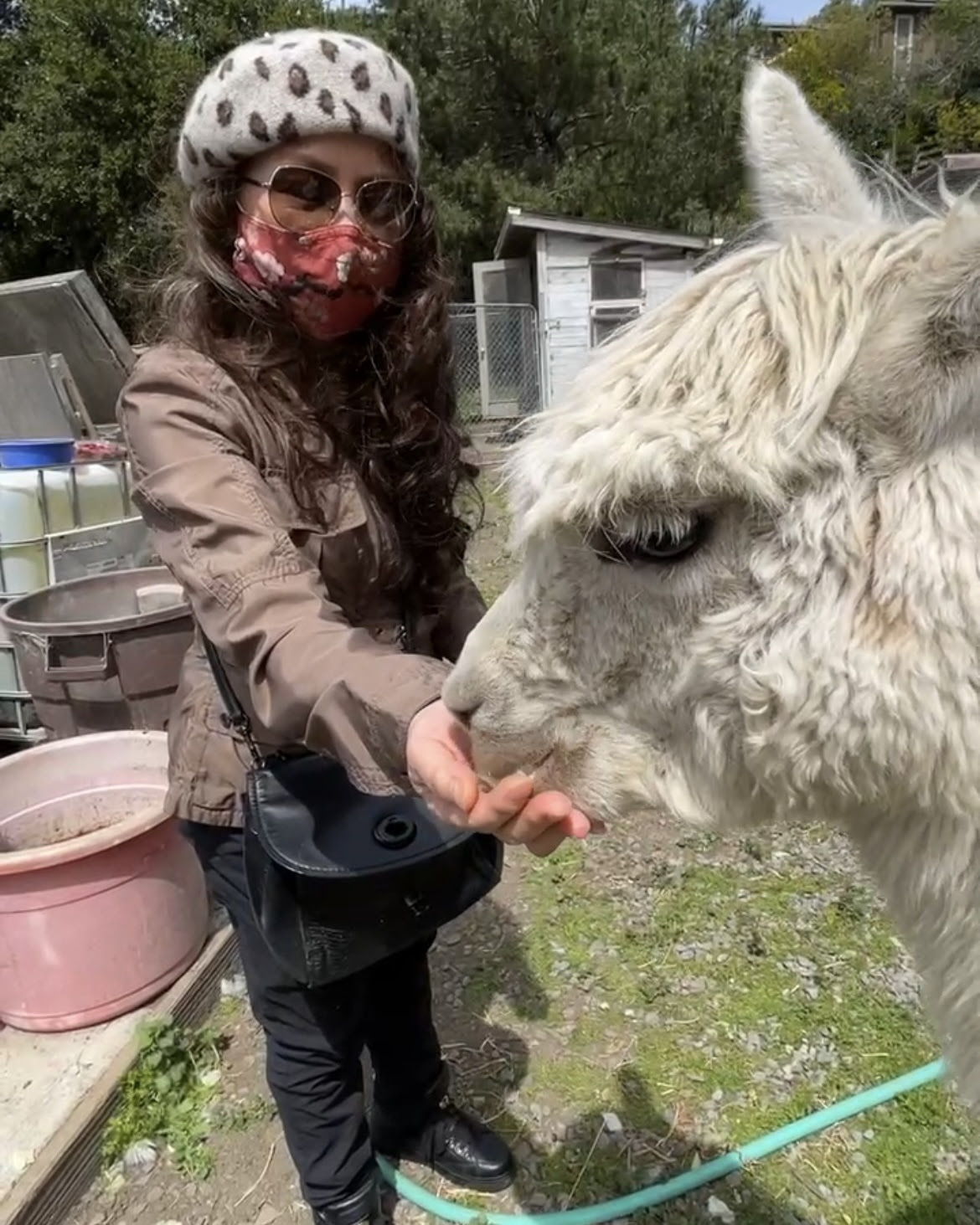 My mom feeding a llama