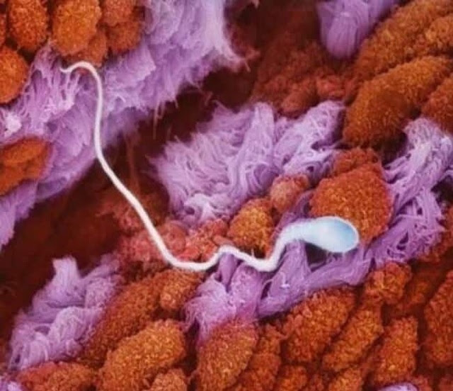 Những bức ảnh đáng kinh ngạc về sự phát triển của thai nhi trong bụng mẹ - 1