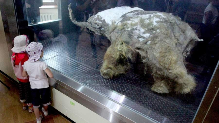 Мумия мамонтенка Юка, найденная в Усть-Янском улусе Республики Саха (Якутия) на берегу моря Лаптевых