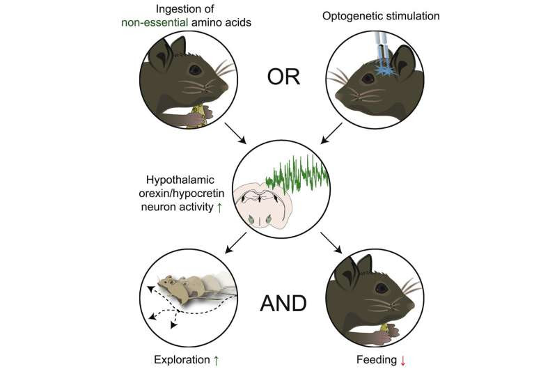 Ubiquitous nutrients suppress appetite and promote movement