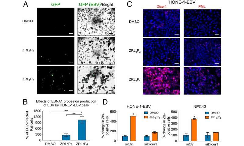 Research team develops novel anti-viral targeted drug for nasopharyngeal cancer treatment