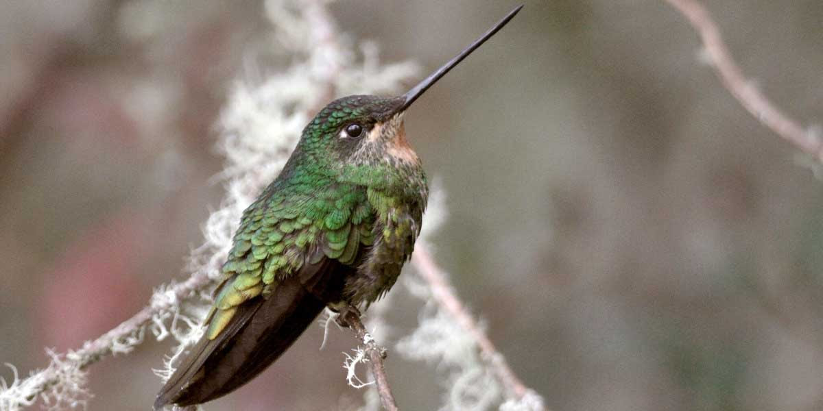 Glittering starfrontlet hummingbird
