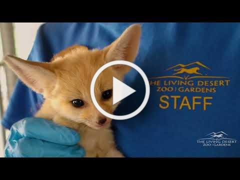 Baby Fennec Fox is Born at The Living Desert Zoo and Gardens