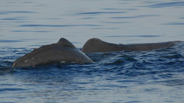 (Credit: Marina Milligan/Dominica Sperm Whale Project)