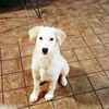 LATTE, CUCCIOLO DI LABRADORINO SUPER BELLO 0