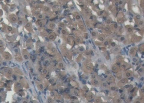 IHC-P analysis of Pig Stomach Tissue, with DAB staining.