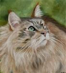 Maine Coon Cat - Posted on Thursday, November 13, 2014 by Amanda Bilson