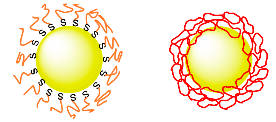 Illustration of conventional linear PEG-coated gold nanparticles (left) and cyclic PEG (right)