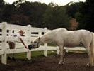 Studies show need for equine encephalitis surveillance beyond horses