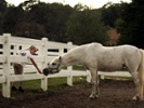 Studies show need for equine encephalitis surveillance beyond horses