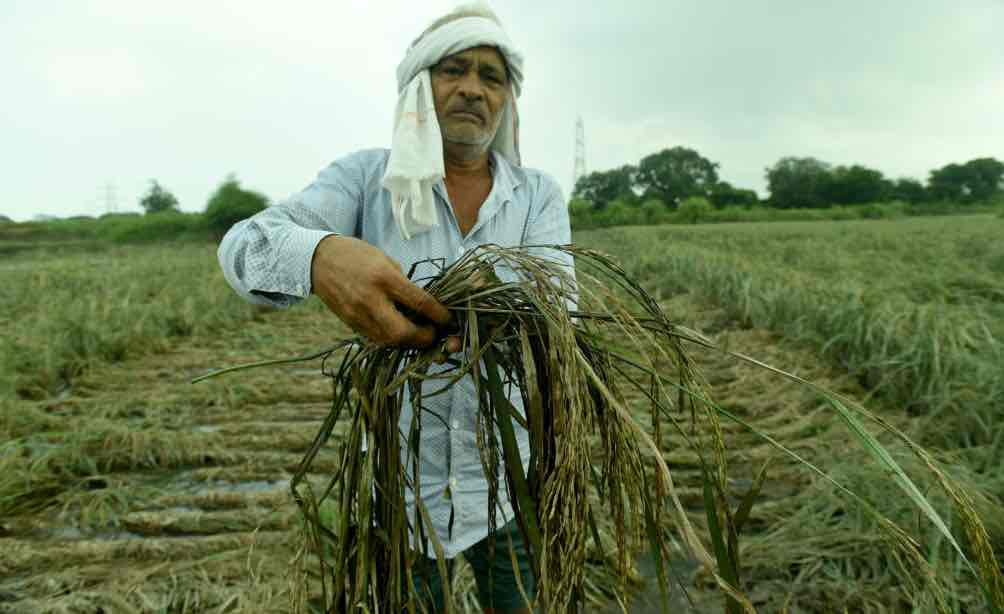 a farmer holding damaged crops.