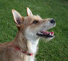220px-Terrier_mixed-breed_dog