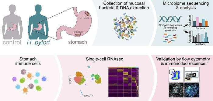 First detailed description of Helicobacter-infected individuals