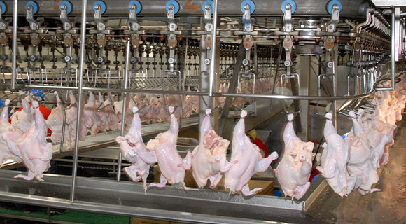 Chickens in meat processing plant. Tell Congress: Stop line speed waivers. 