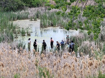 A group of people in waders in a semi-circle in a small water body. A phragmites-covered shoreline is in the foreground.