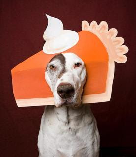 Thanksgiving dogPie