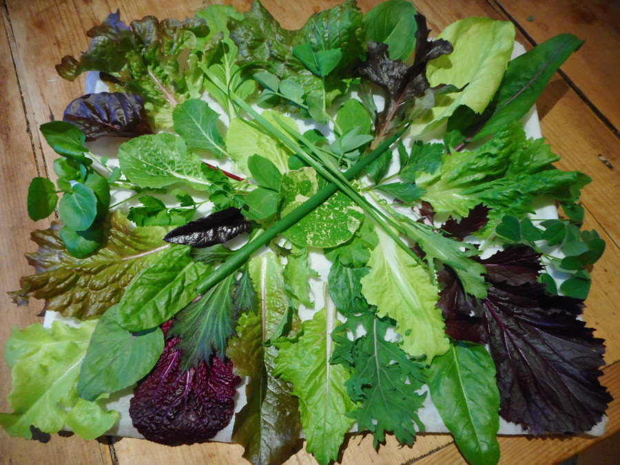 Mid-November salads in the polytunnel - 38 different varieties you could be eating now (1)