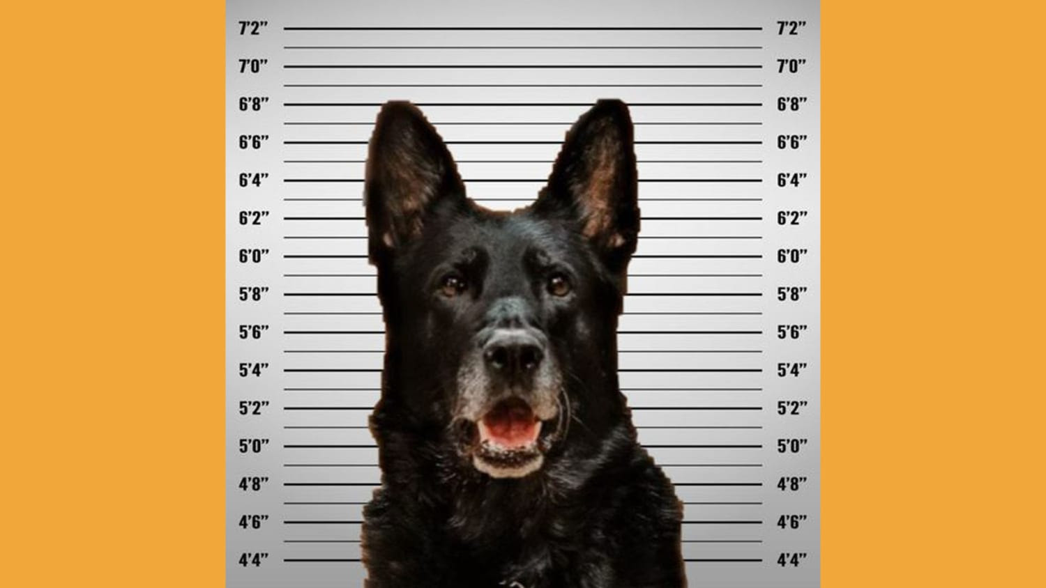 25/1/2023 Today K-9-investigation-tease-main-230123-a71f7a