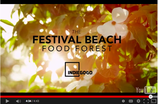 Festival Beach Food Forest has launched a $25,000 Indiegogo campaign.