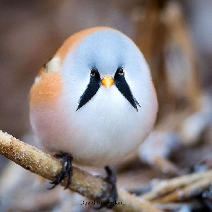 19. Bearded Reedling