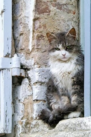 Cat-window-sill